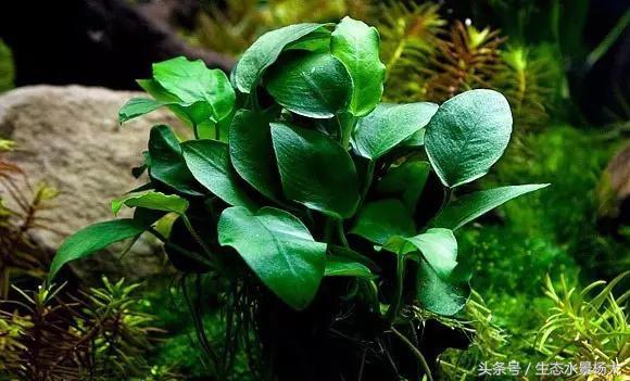 水晶虾用塑料水草可以吗,水族盐对观赏虾有影响吗