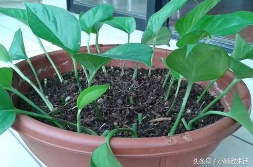 绿萝养几年越来越稀疏,绿萝养久了怎么越来越稀