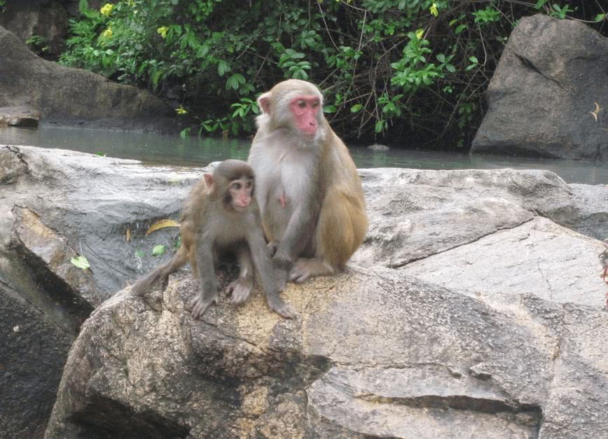 2024年走桃花运的生肖,2022年走桃花运的星座