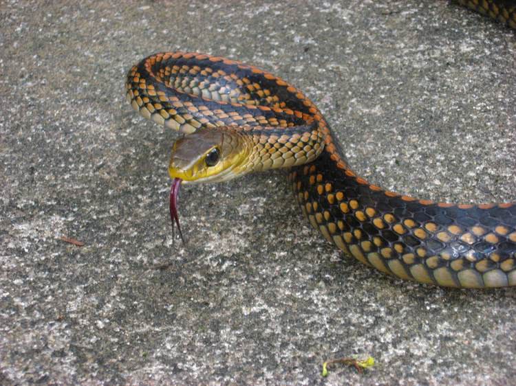 2024年走桃花运的生肖,2022年走桃花运的星座