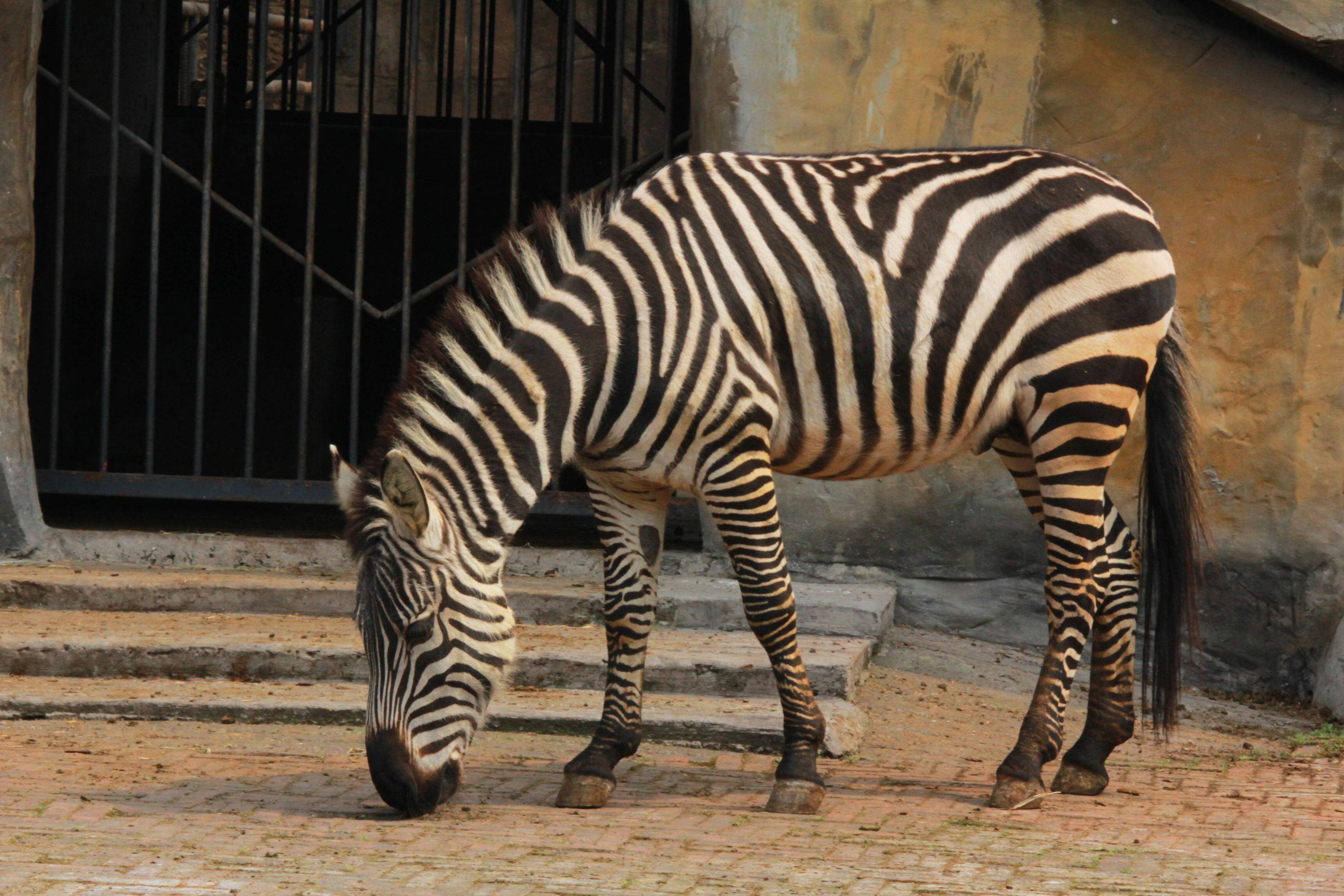 2024年走桃花运的生肖,2022年走桃花运的星座