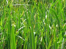 端午节有哪些民间风俗,家乡的风俗端午节赛龙舟