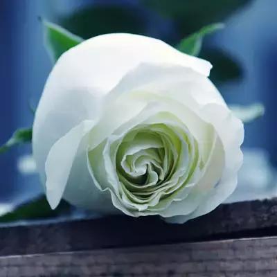 送你一朵玫瑰花愿你幸福安康英语,送你一朵幸福的玫瑰花图片