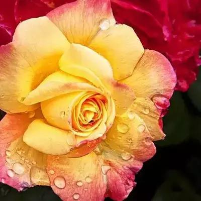 送你一朵玫瑰花愿你幸福安康英语,送你一朵幸福的玫瑰花图片