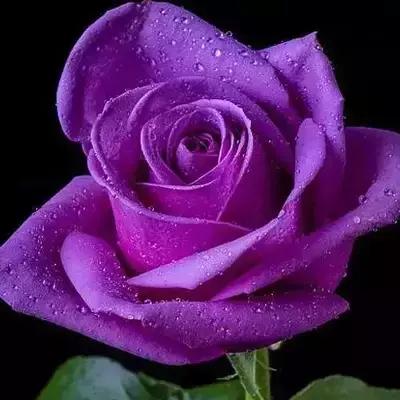 送你一朵玫瑰花愿你幸福安康英语,送你一朵幸福的玫瑰花图片