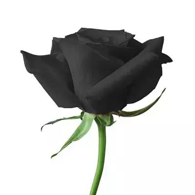 送你一朵玫瑰花愿你幸福安康英语,送你一朵幸福的玫瑰花图片