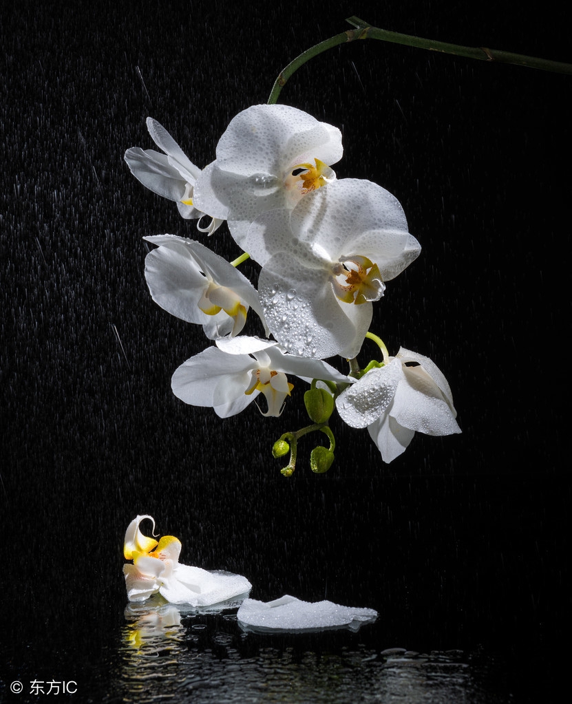 洋兰皇后蝴蝶兰介绍,蝴蝶兰是很受欢迎的洋兰