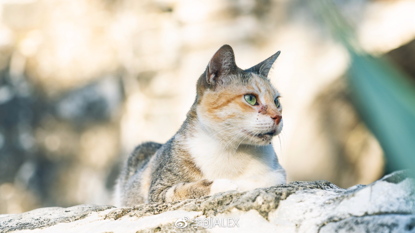 菲律宾宿务薄荷岛潜水之行,菲律宾宿务岛旅游潜水