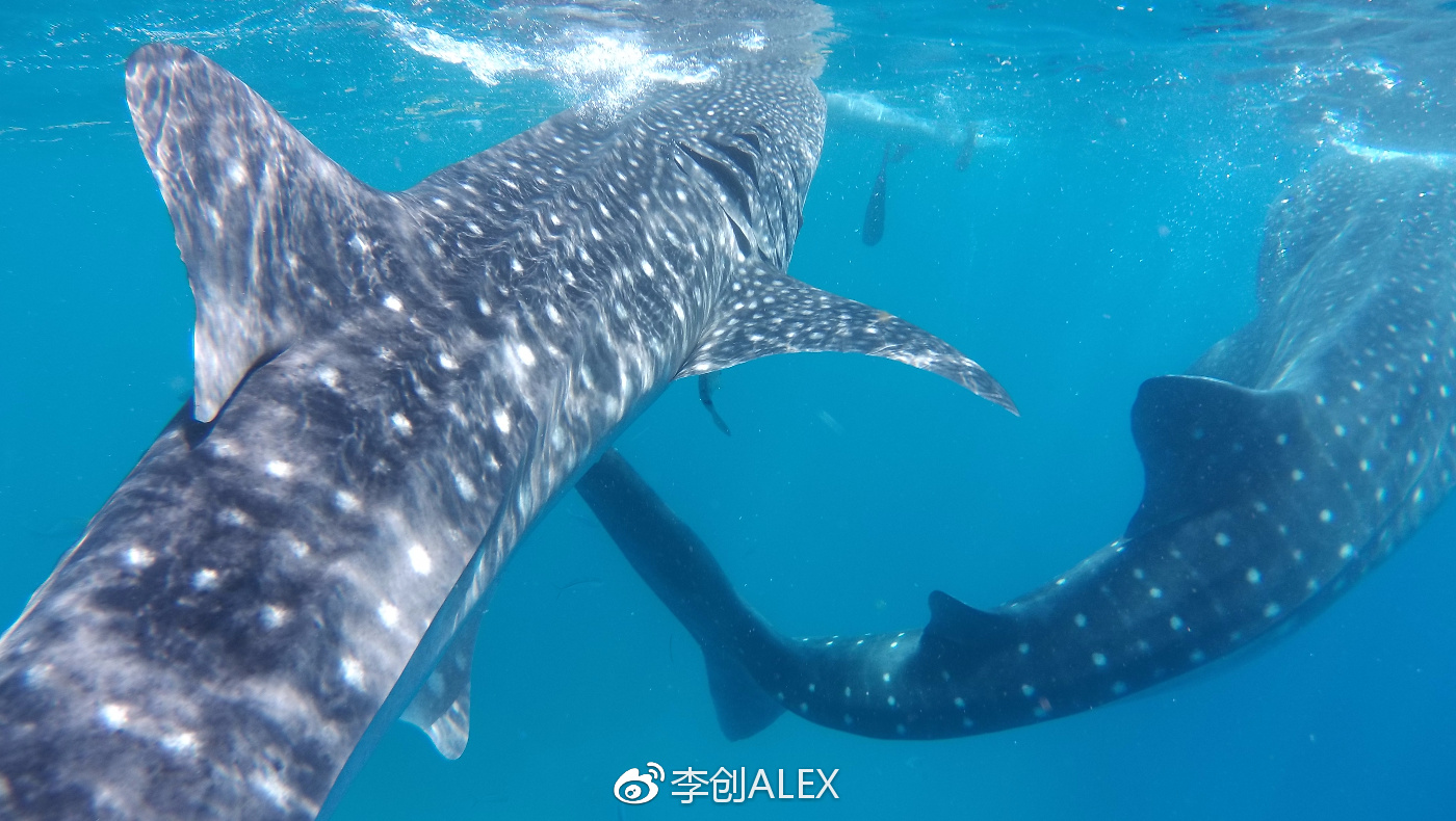 菲律宾宿务薄荷岛潜水之行,菲律宾宿务岛旅游潜水