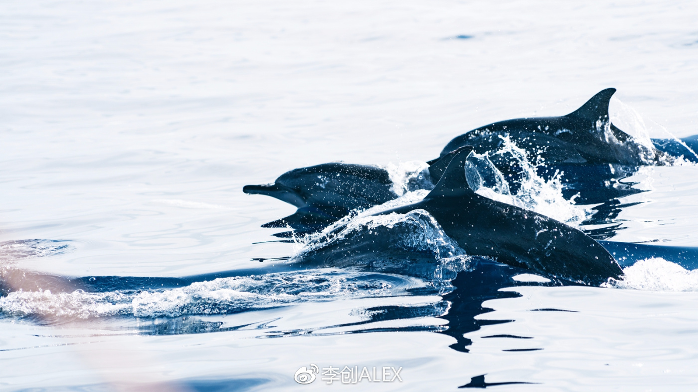 菲律宾宿务薄荷岛潜水之行,菲律宾宿务岛旅游潜水