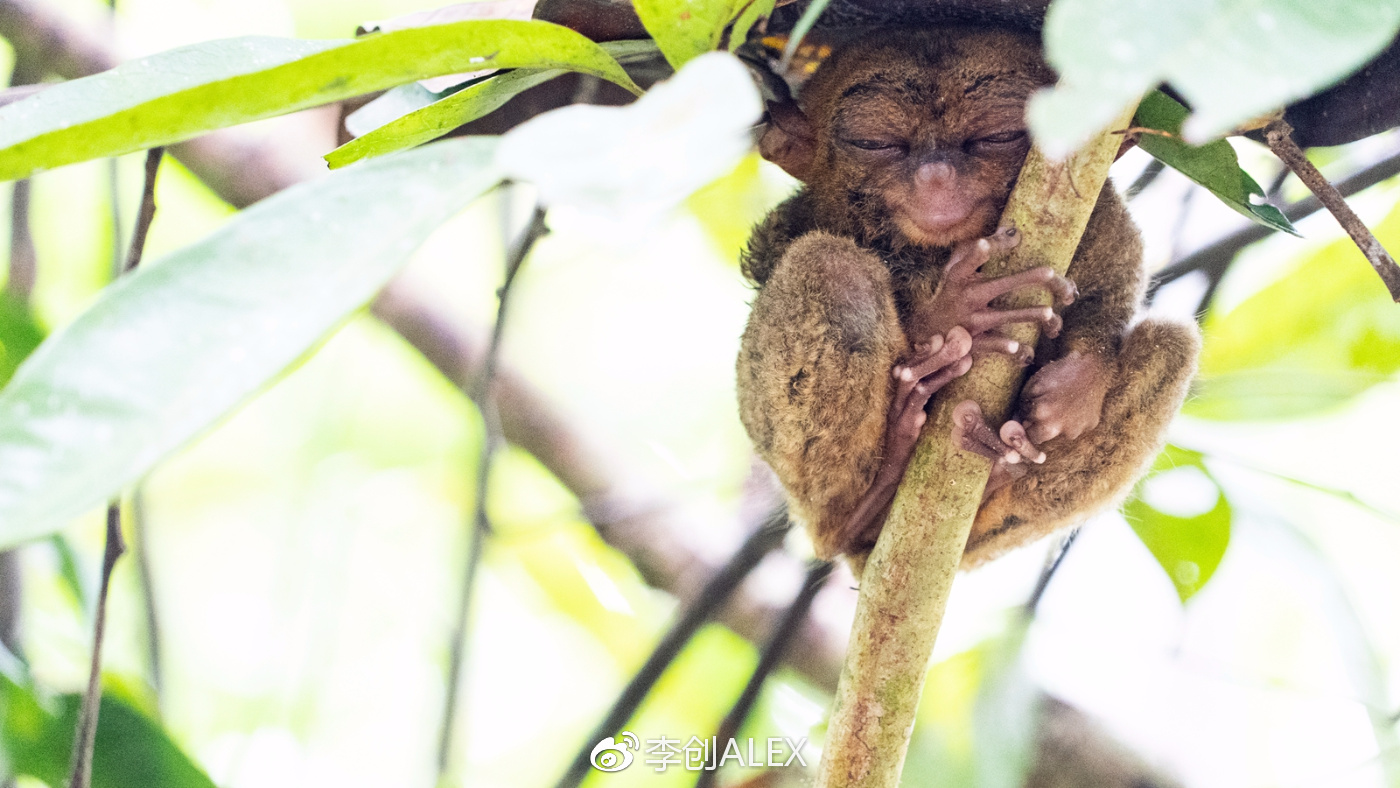 菲律宾宿务薄荷岛潜水之行,菲律宾宿务岛旅游潜水