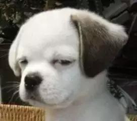 ASMR涉嫌淫秽色情，B萌大赛即将开始丨一周ACG趣闻