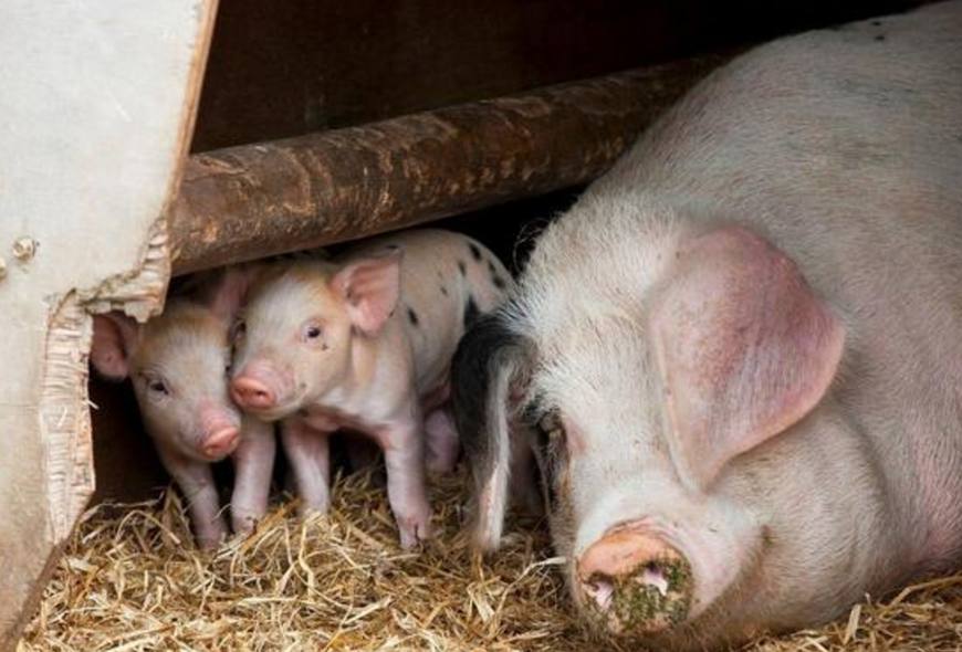 育肥猪打架死亡怎么避免,养猪猪打架咬死怎么解决