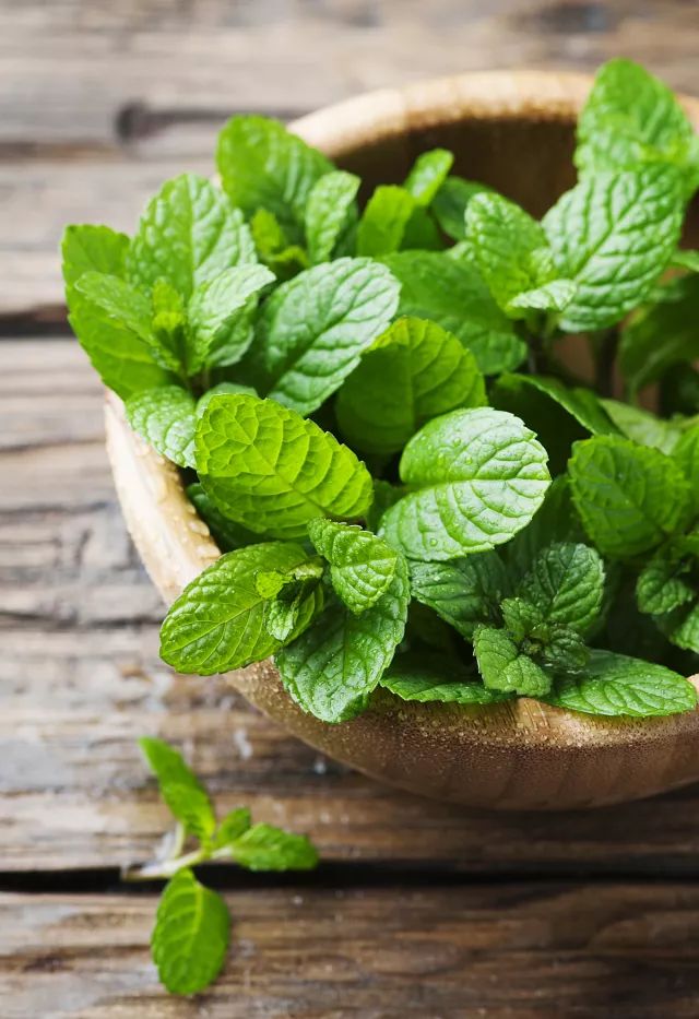 家中有人生病适合摆放什么摆件,家里摆大盆栽