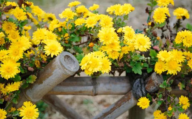 家中有人生病适合摆放什么摆件,家里摆大盆栽