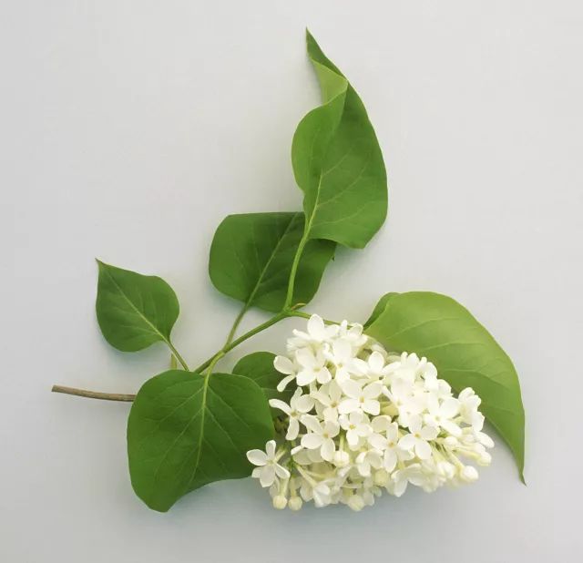 家中有人生病适合摆放什么摆件,家里摆大盆栽