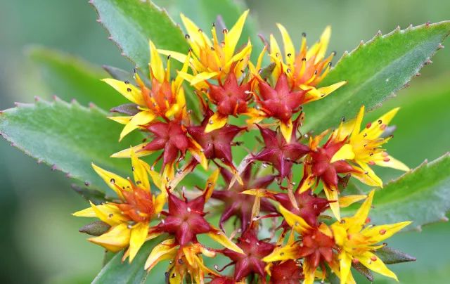 家中有人生病适合摆放什么摆件,家里摆大盆栽