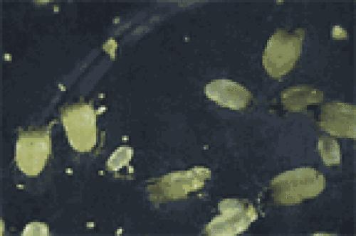 不要脸！还在用干尸毛巾擦脸？