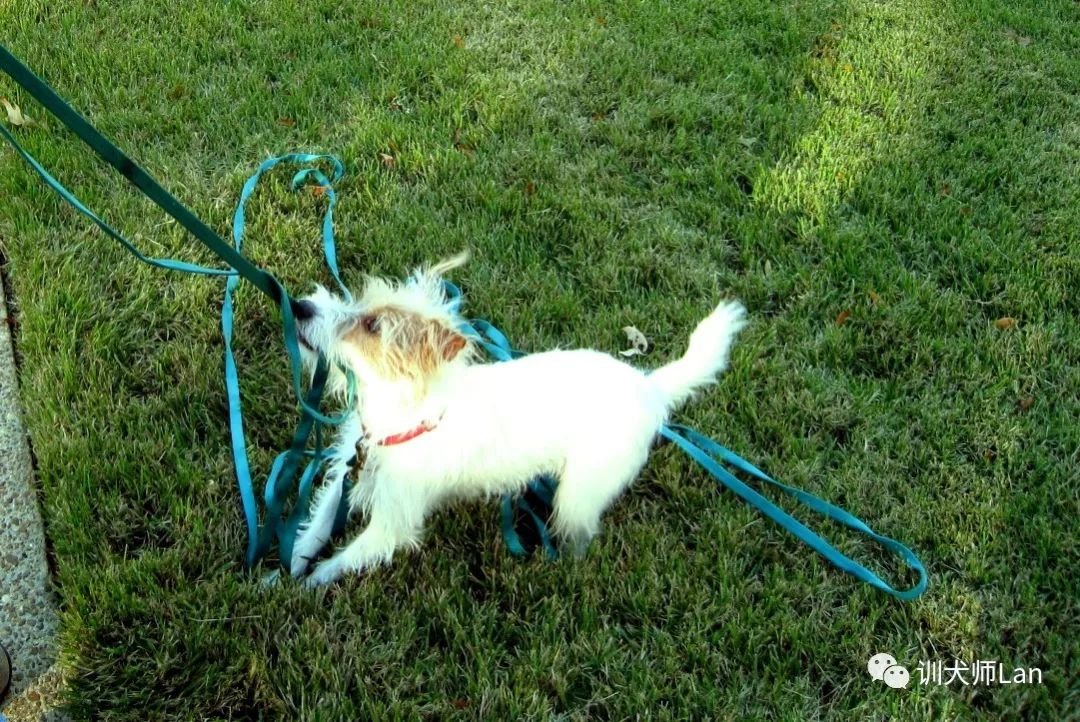 遛狗时狗狗咬着牵引绳,带狗出去为什么狗老是咬着牵引绳
