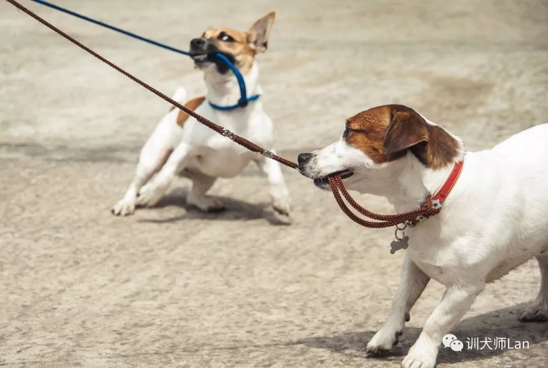 遛狗时狗狗咬着牵引绳,带狗出去为什么狗老是咬着牵引绳
