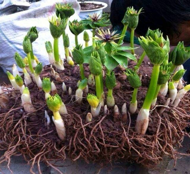 七叶一枝花适宜什么省份种植,七叶一枝花品种简介