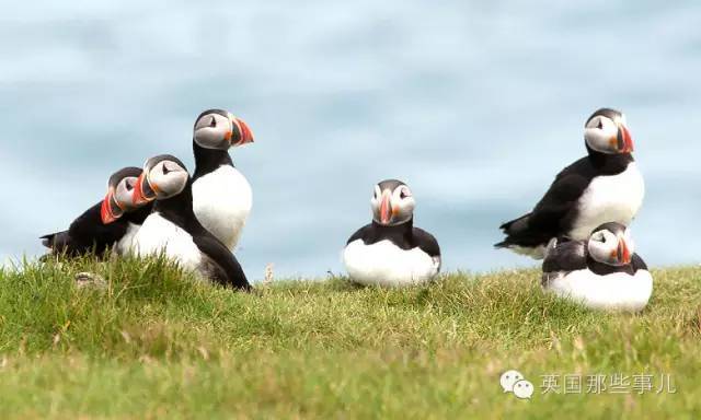 冰岛是怎么进的世界杯,冰岛队成名之战