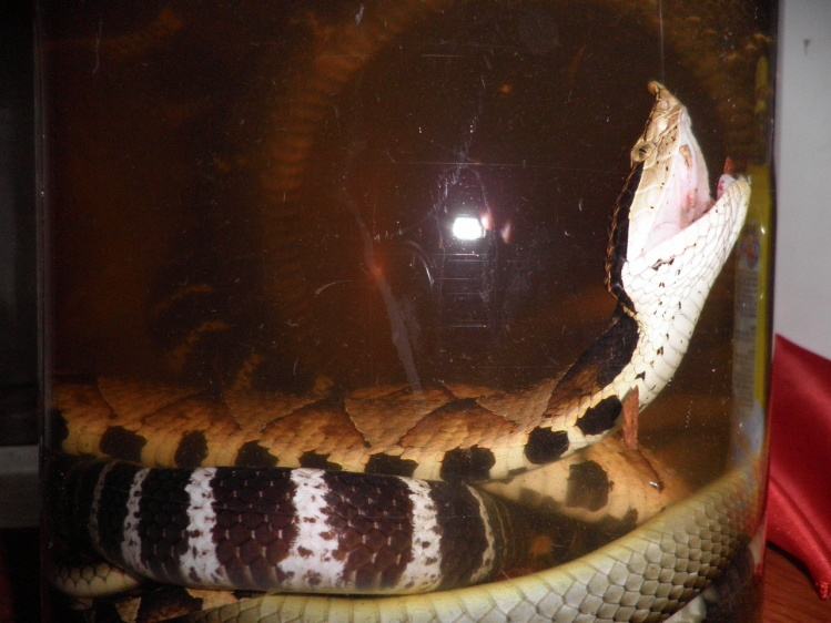 自酿蛇酒的制作方法,自己泡蛇酒过程