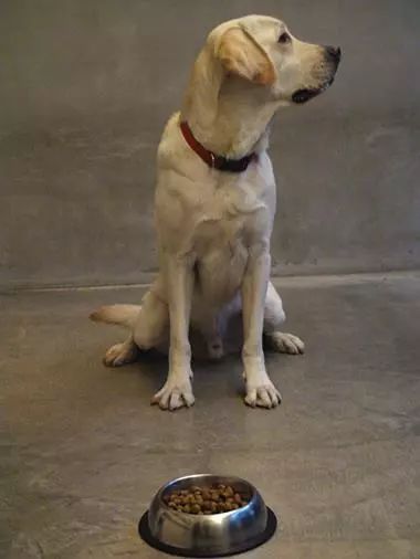 狗狗吃狗粮不积极了怎么回事,约克夏不吃狗粮有什么办法解决