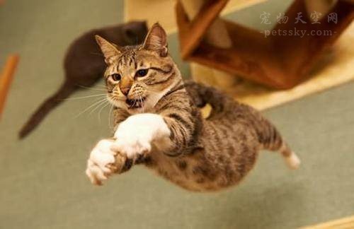 猫咪挠沙发,家里的猫总喜欢挠沙发怎么办