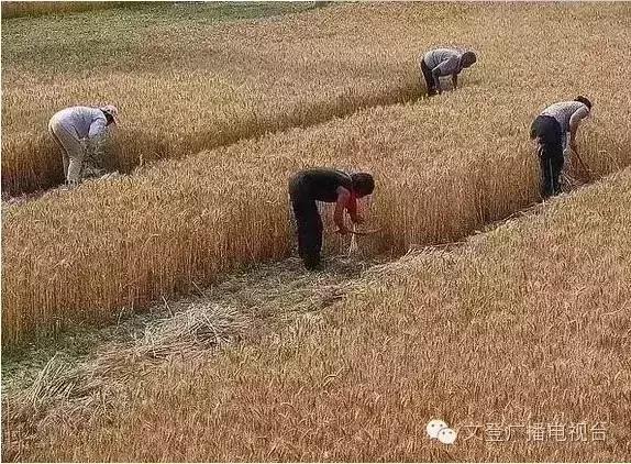 割麦子麦地里晒太阳,割麦子文登