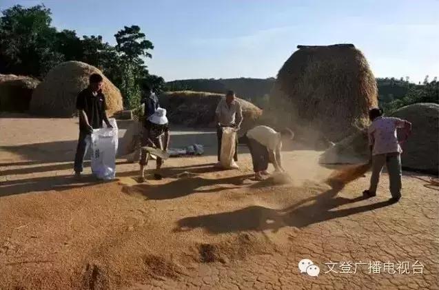 割麦子麦地里晒太阳,割麦子文登