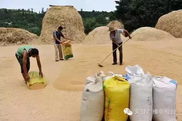 割麦子麦地里晒太阳,割麦子文登