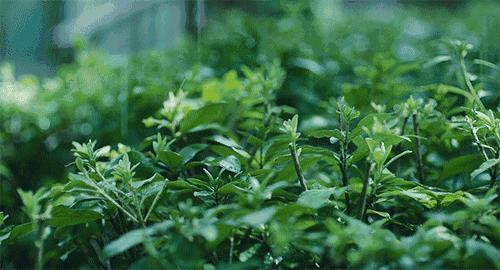 诗词中不一样的雨,诗词中的十三种雨