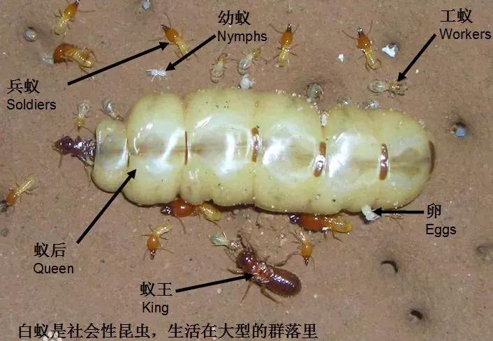 千万别大意!这户人家挖出成千上万蠕动的……房子下面还有十几个窝……