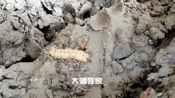 千万别大意!这户人家挖出成千上万蠕动的……房子下面还有十几个窝……