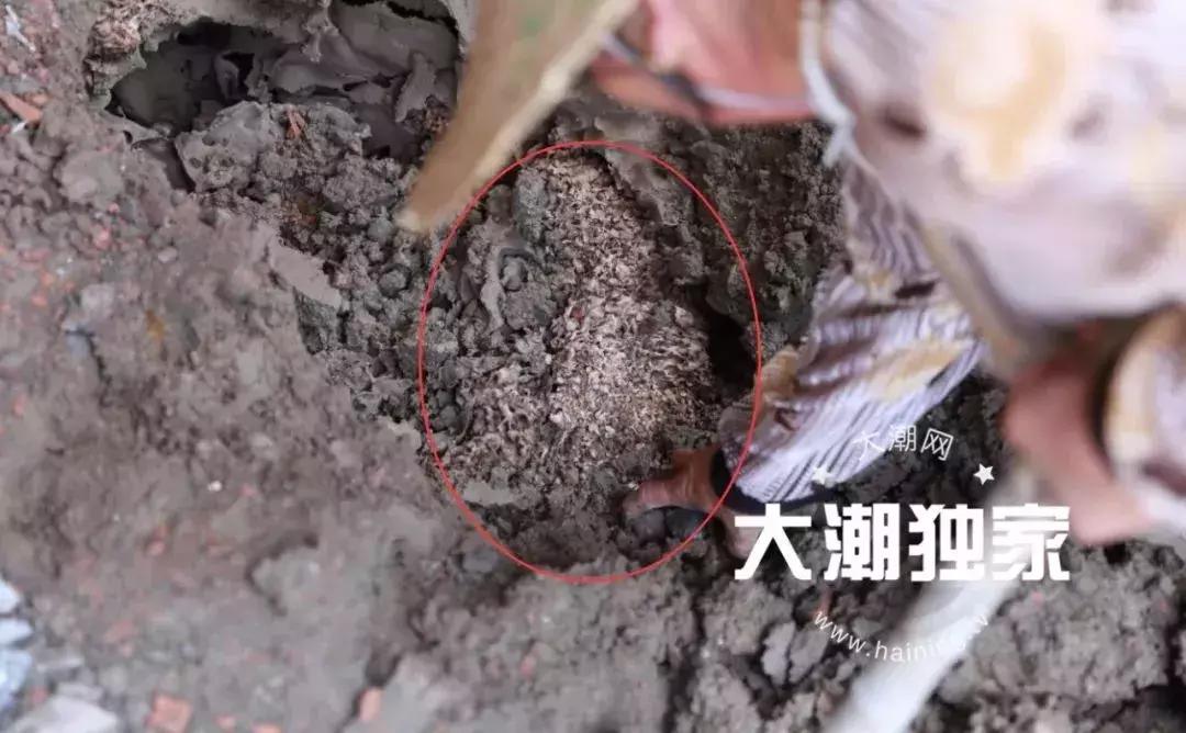 千万别大意!这户人家挖出成千上万蠕动的……房子下面还有十几个窝……