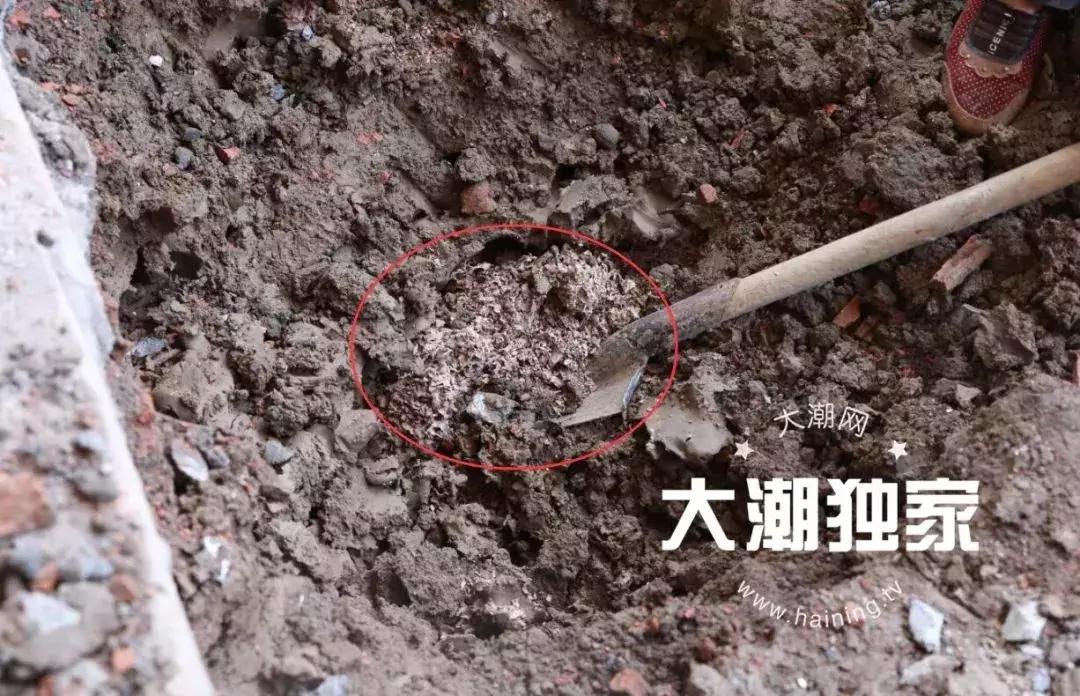 千万别大意!这户人家挖出成千上万蠕动的……房子下面还有十几个窝……
