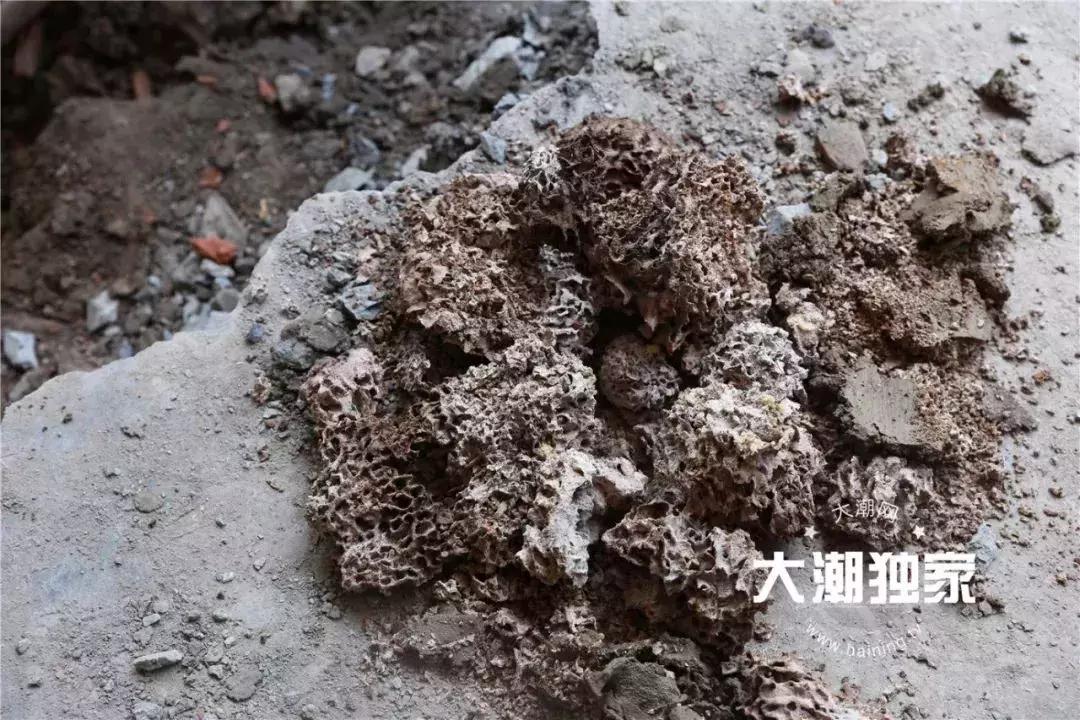 千万别大意!这户人家挖出成千上万蠕动的……房子下面还有十几个窝……