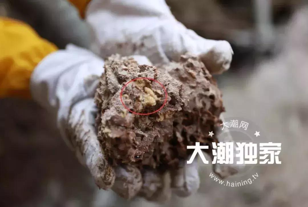 千万别大意!这户人家挖出成千上万蠕动的……房子下面还有十几个窝……