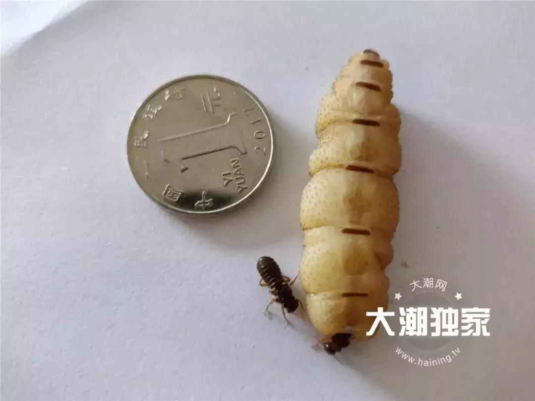 千万别大意!这户人家挖出成千上万蠕动的……房子下面还有十几个窝……