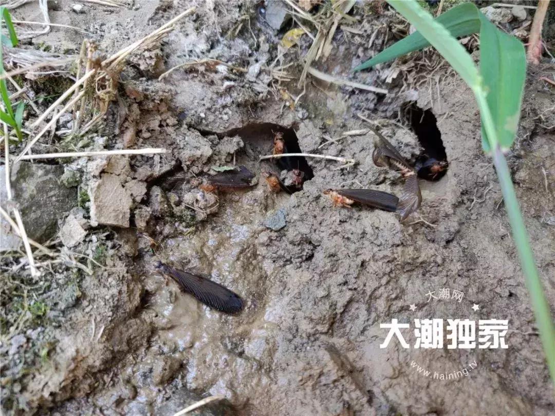 千万别大意!这户人家挖出成千上万蠕动的……房子下面还有十几个窝……
