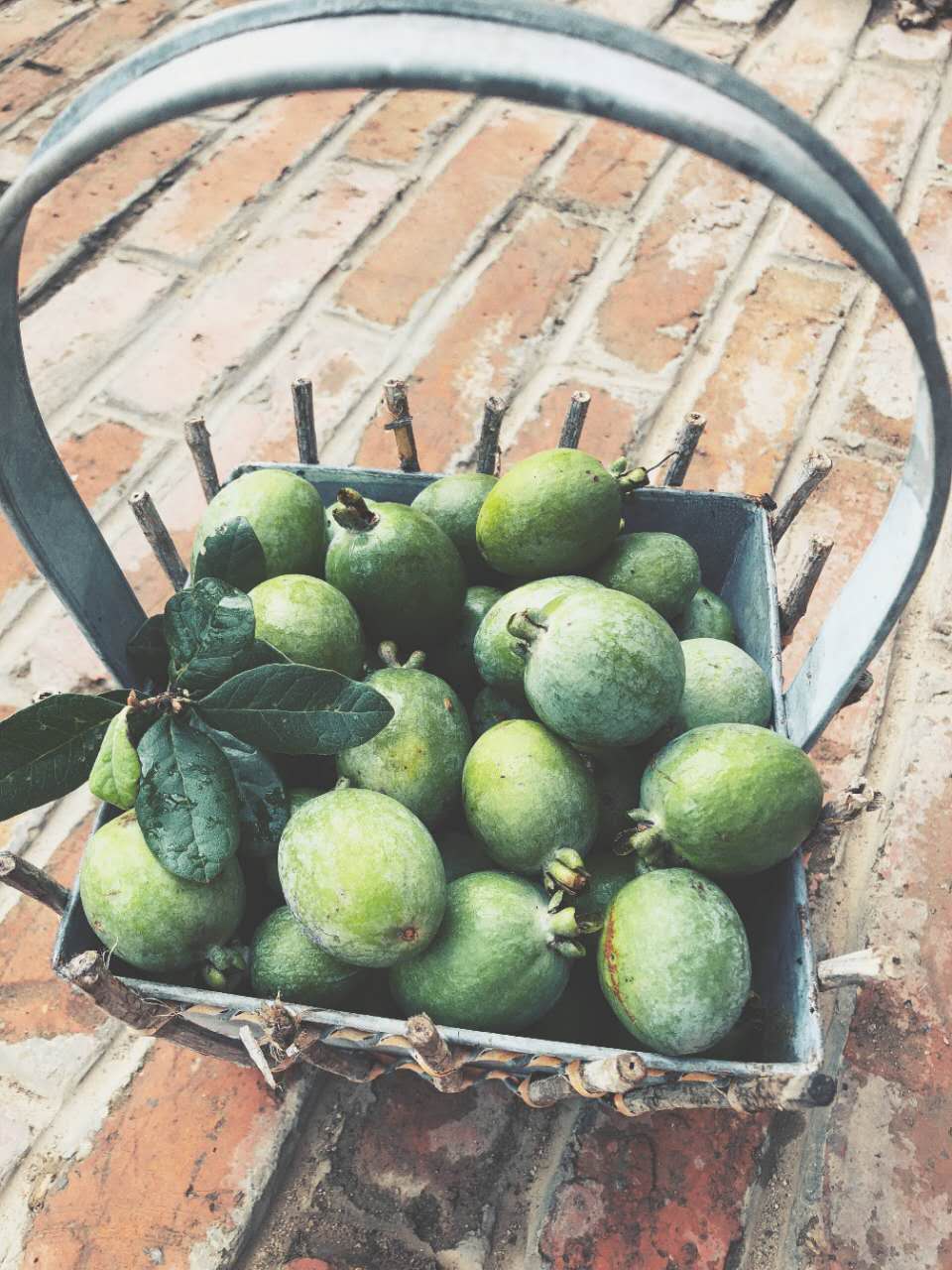 植物生长调节剂最多用几次,植物生长调节剂对扦插生根的影响