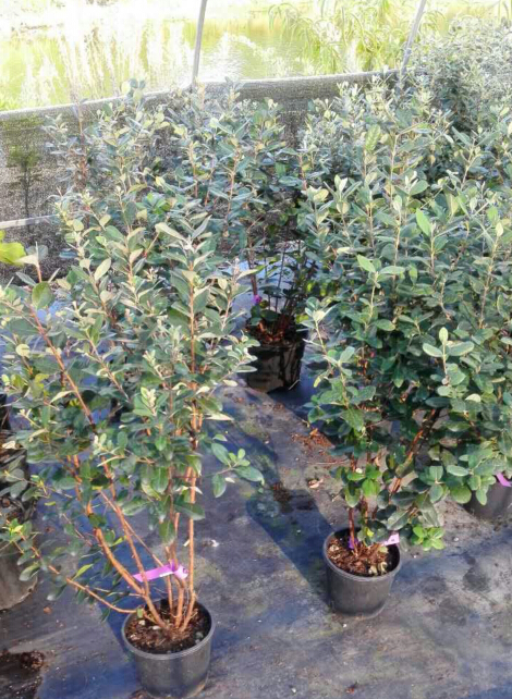 植物生长调节剂最多用几次,植物生长调节剂对扦插生根的影响