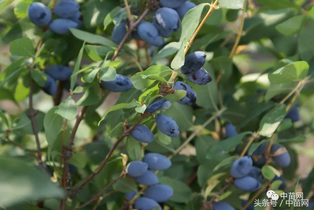 高产蓝靛果,种植蓝靛果和野生蓝靛果的区别
