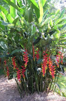 植物火鸟蕉,火鸟蕉开花
