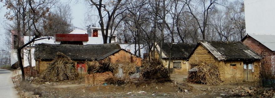 房前屋后不能栽柏树,房前屋后为什么不能栽葡萄树