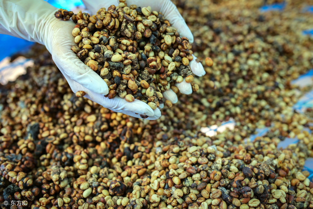 掏屎也能致富?大象便便咖啡是咖啡中的极品每公斤竟卖1880美元