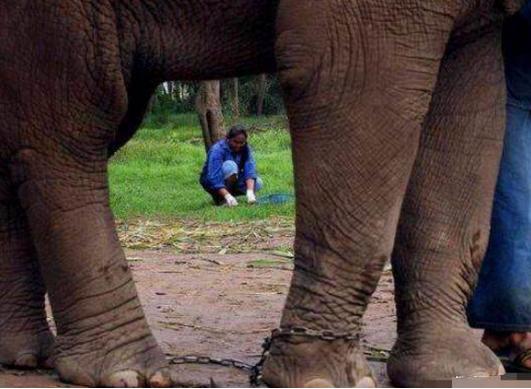 掏屎也能致富?大象便便咖啡是咖啡中的极品每公斤竟卖1880美元