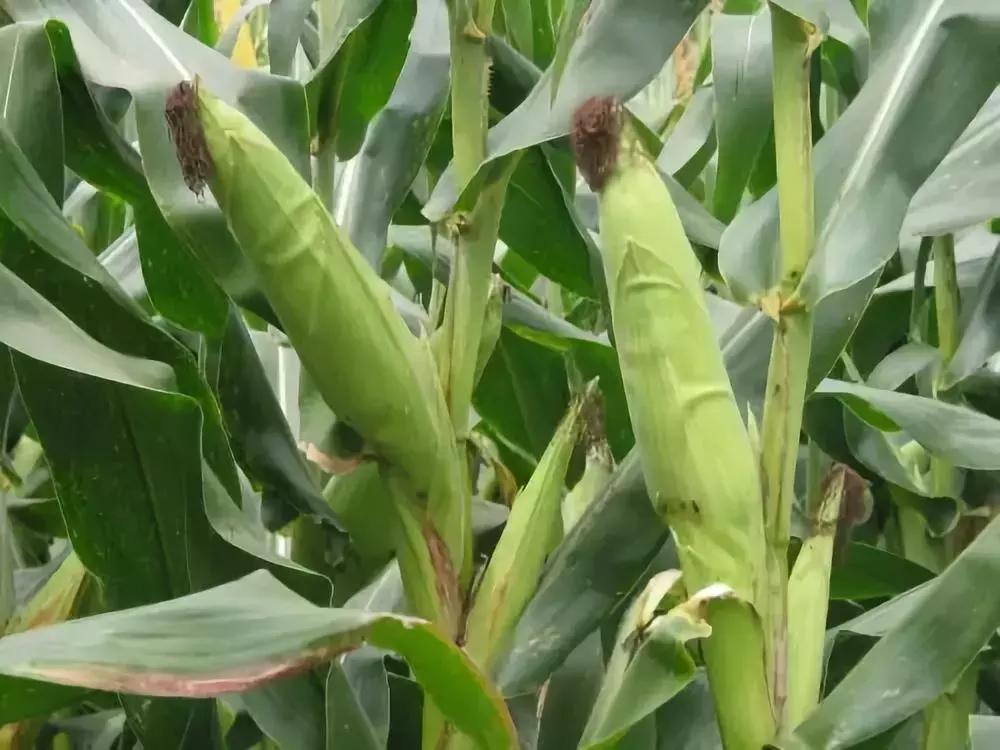 山东冰雹西瓜,农作物被冰雹砸坏有补偿吗