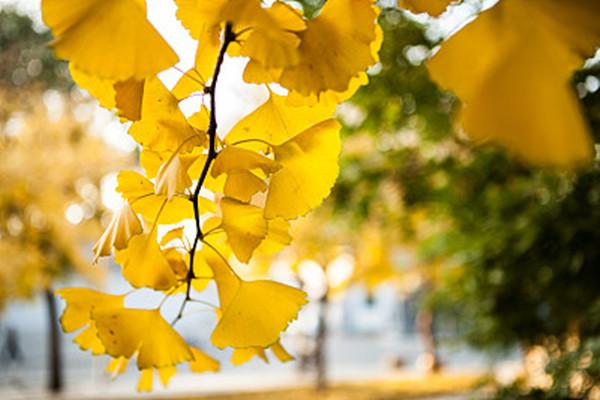 三草两木v脸紧致塑颜棒用法,三草两木适合油痘肌